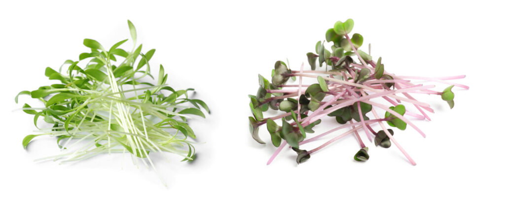 Set_diferentes_microgreens_frescos