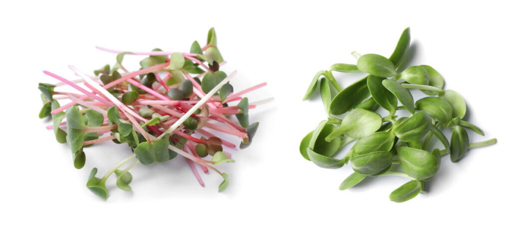 Set_diferentes_microgreens_frescos Set de diferentes microgreens frescos