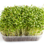 Microgreen de Cilantro