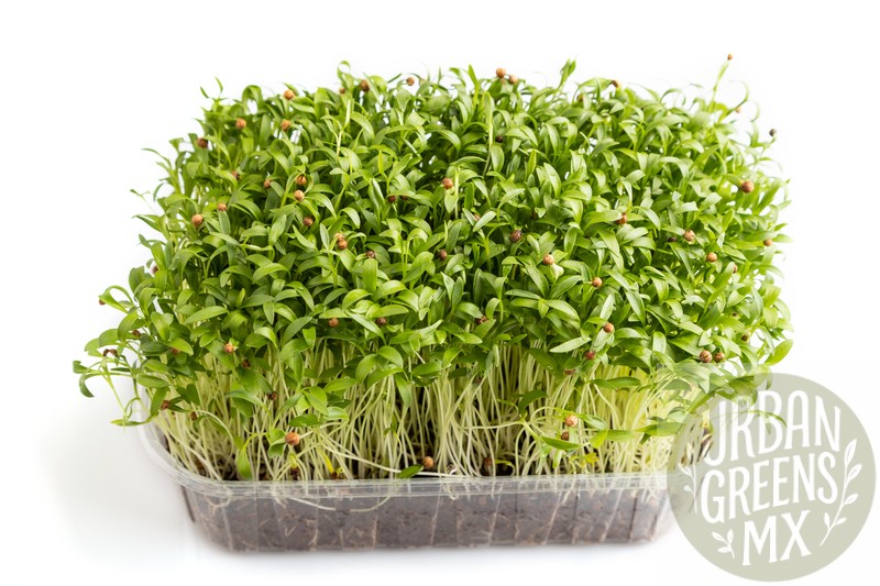 Microgreen de Cilantro