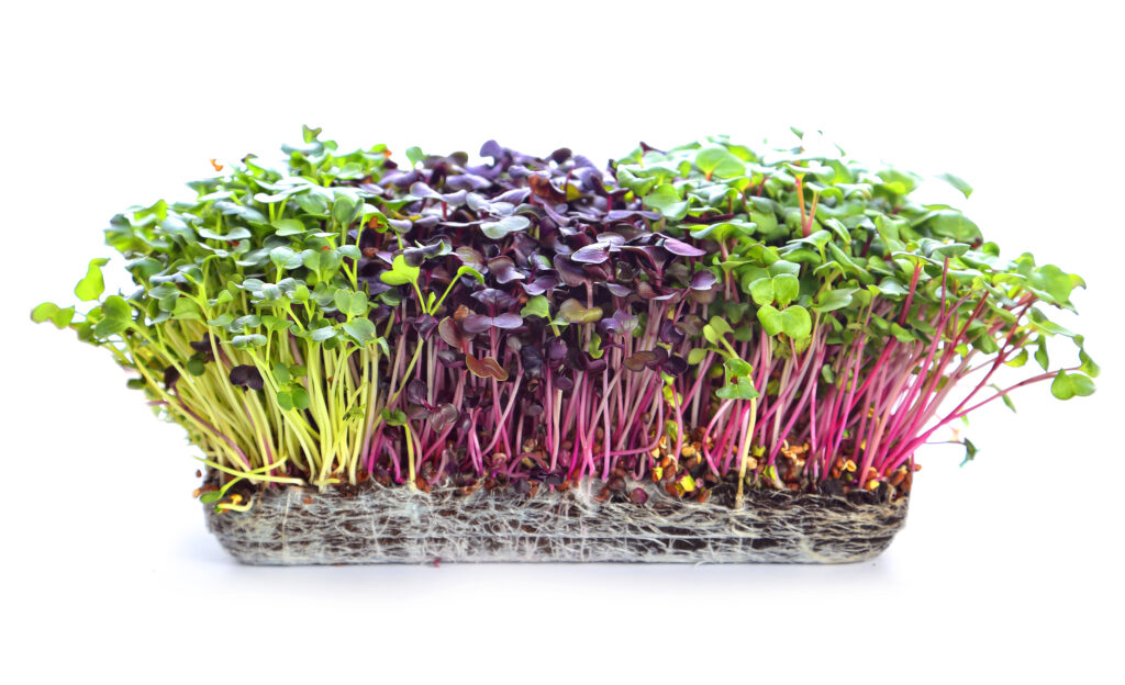 hero_microgreens_nutricion