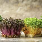 Microgreens Riqueza Nutritica UrbanGreens Mx