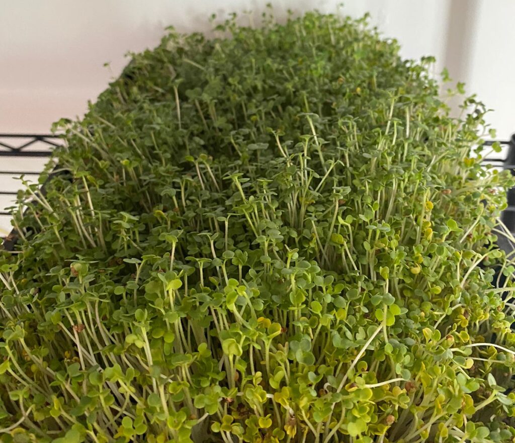 microgreens_version_baby Microgreens Cosecha Lista