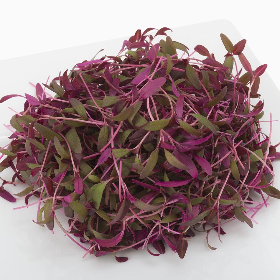 urban-microgreen-amaranto Microgreen Organico Amaranto Urban Mx