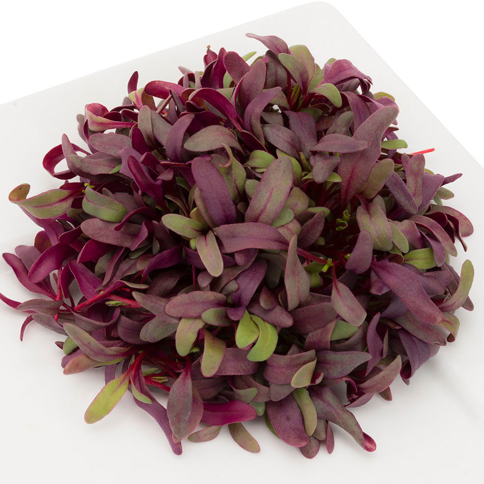 urban-microgreen-betabel Betabel Microgreen Urban Mx
