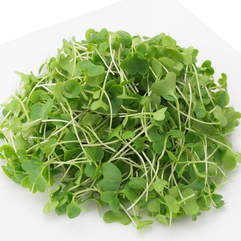 urban-microgreen-brocoli Microgreen Organico Brocoli Urban Mx
