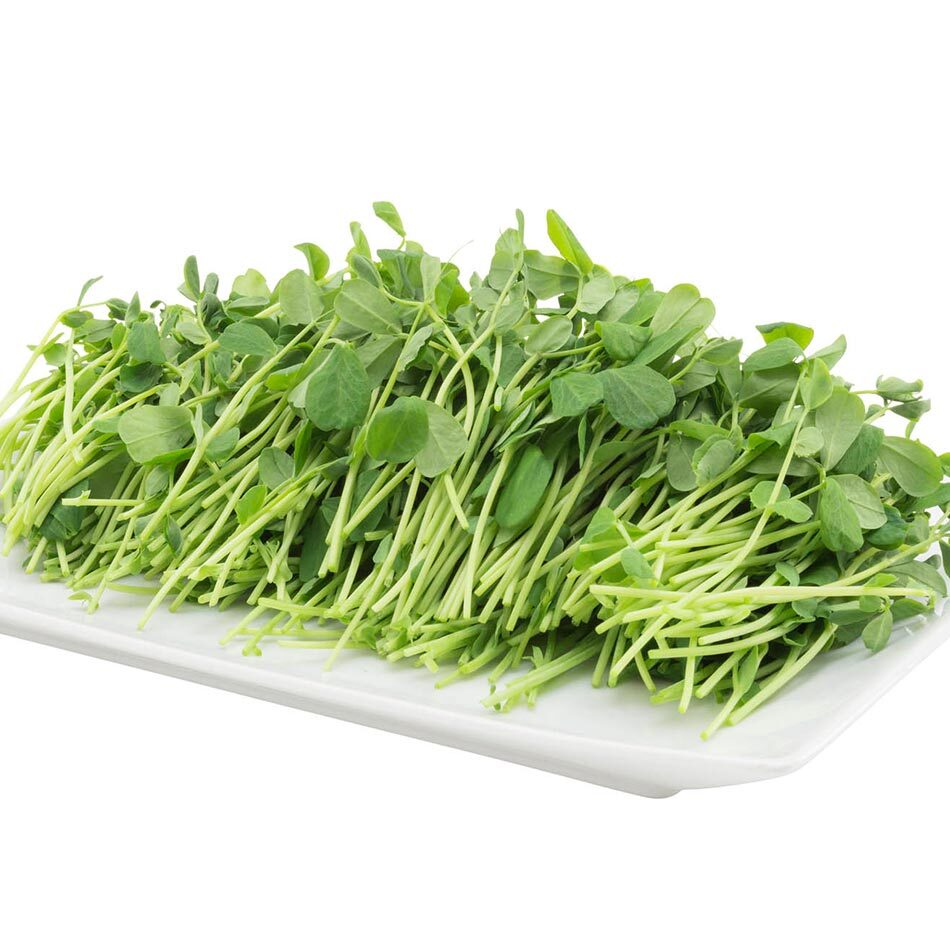 urban-microgreen-chicharo Microgreen Organico Chicharo Urban Mx