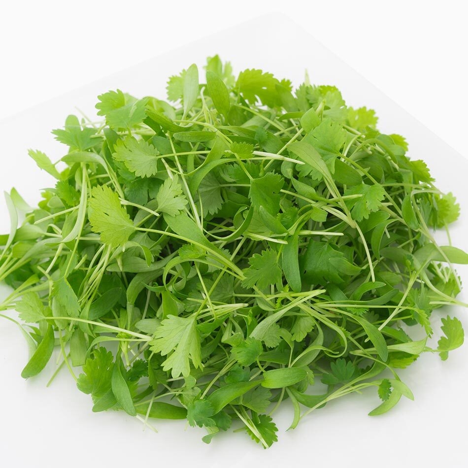 urban-microgreen-cilantro Microgreen Organico Cilantro Urban Mx