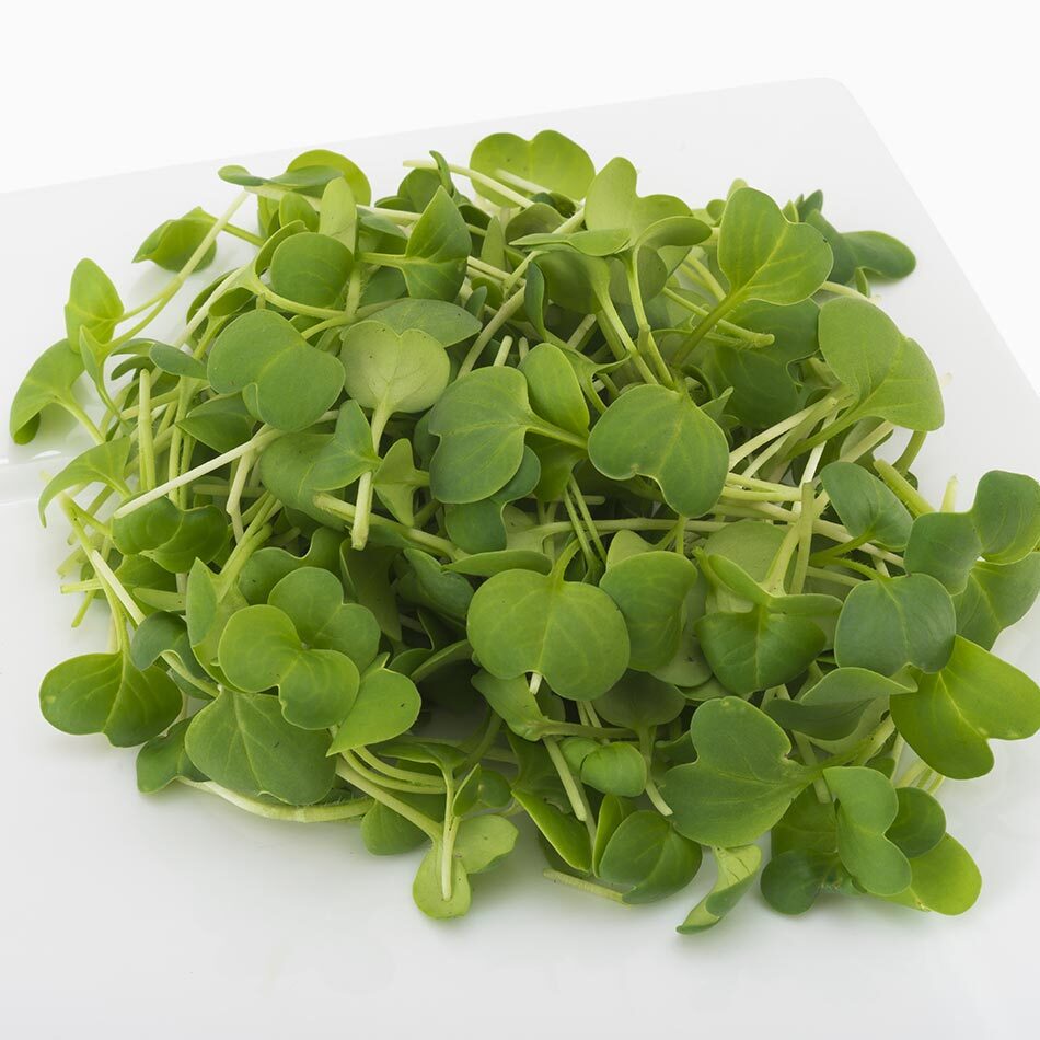 urban-microgreen-daikon-radish Microgreen Rabano Daikon