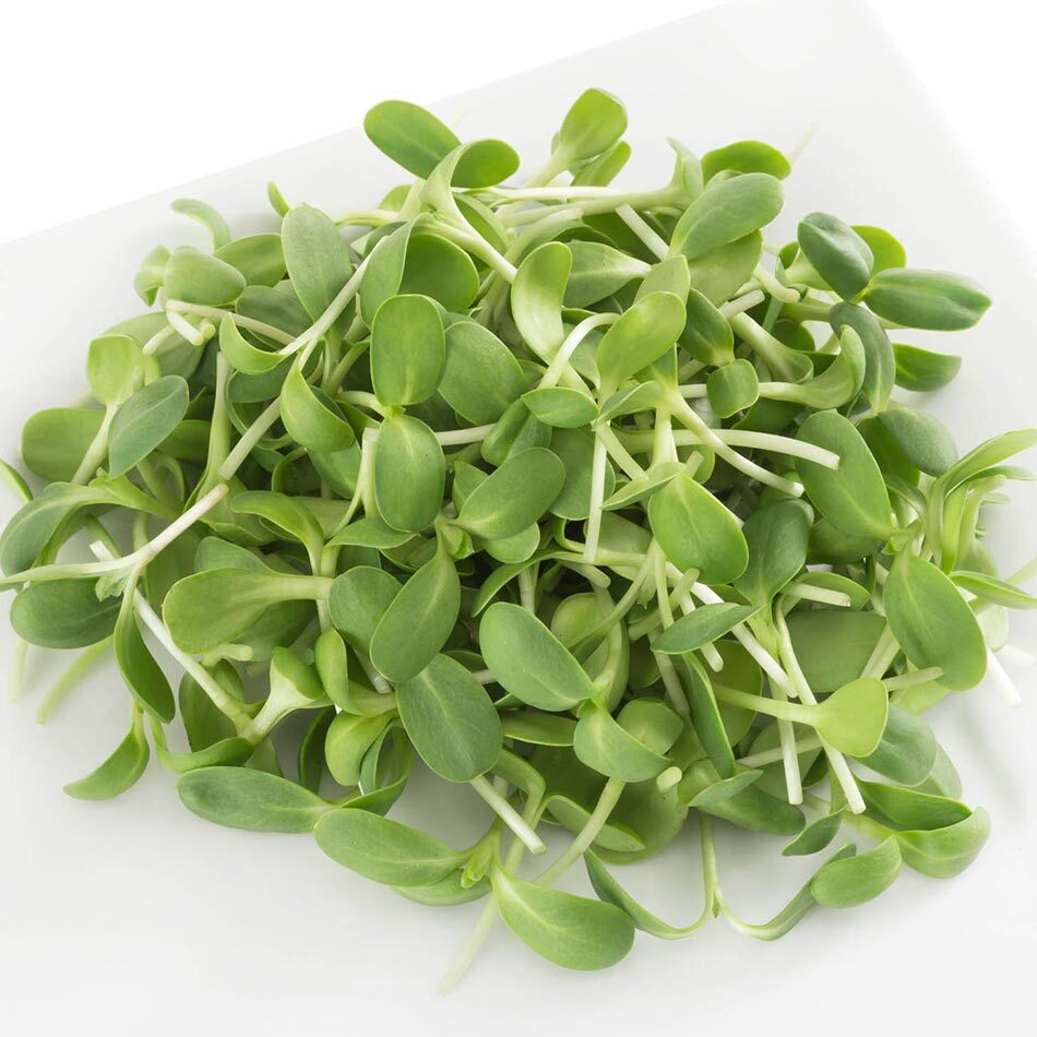 urban-microgreen-girasol Microgreen Organico Girasol Urban Mx