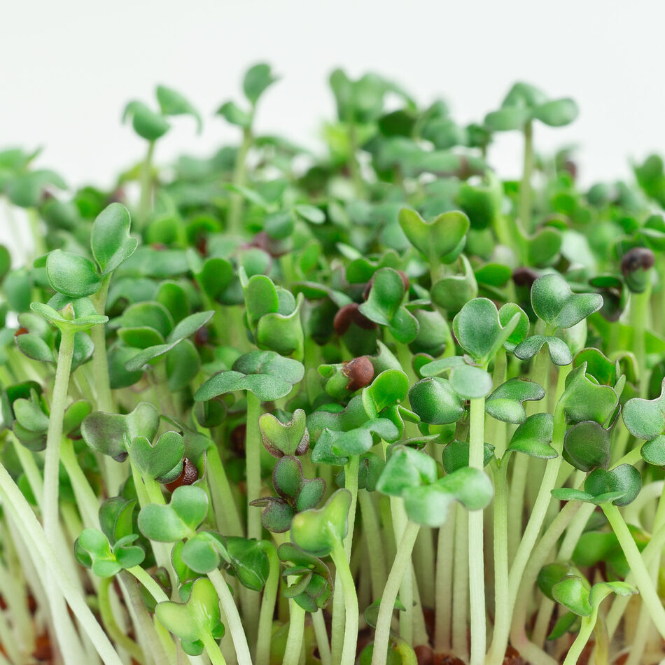 urban-microgreens-mostaza2 Microgreen Mostaza Organico Urban Mx